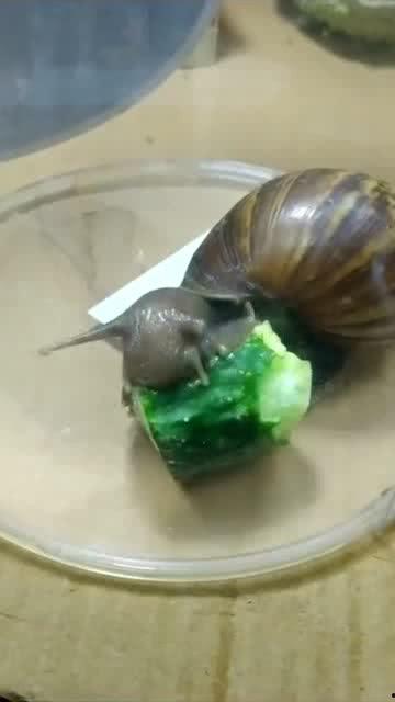 蜗牛吃不吃瓜图片,揭秘蜗牛的饮食习惯