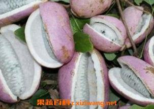 以前的八月瓜怎么吃,传统与现代的完美融合