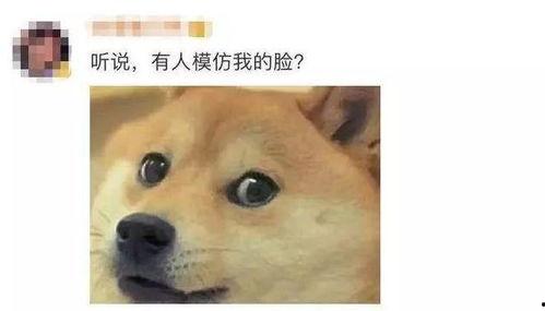 狗头吃瓜表情包含义,揭秘网络热梗背后的趣味与内涵
