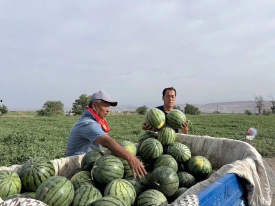 野区里吃瓜,揭秘游戏世界里的那些秘密与趣闻