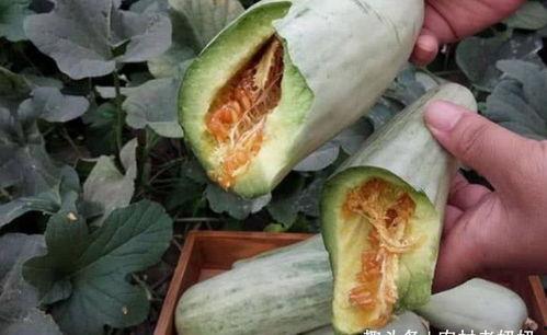 羊角蜜甜瓜吃瓜视频,甜蜜滋味,视觉盛宴