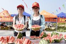 广西老表吃瓜趣事,一场别开生面的乡村盛宴