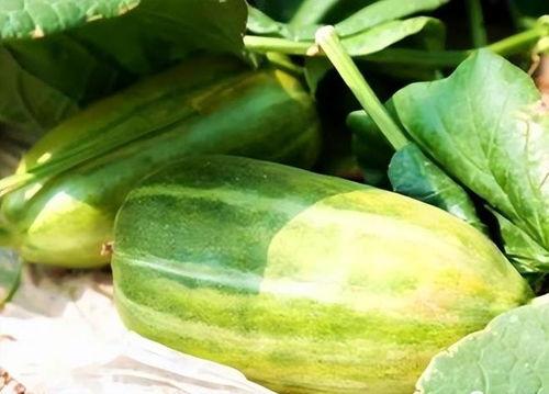 吃瓜最新的瓜做法,创意瓜果制作大揭秘