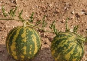 卡里莫瓦吃瓜,揭秘娱乐圈幕后风云