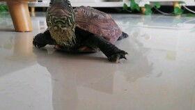 瓜乌龟吃的图片,探寻它们的餐桌奥秘