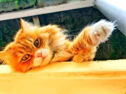 大喵吃瓜,揭秘娱乐圈那些不为人知的幕后故事