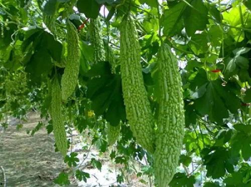 清心吃瓜,揭秘娱乐圈的甜蜜与苦涩