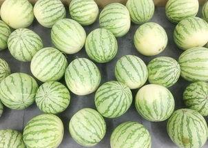 安静吃瓜的教学视频,跟随安静吃瓜教学视频，解锁休闲新姿势