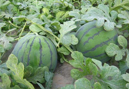 祺轩在吃瓜,揭秘娱乐圈幕后故事