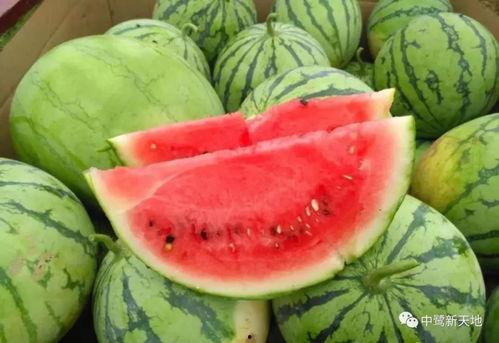 到家吃瓜的,揭秘网络热词背后的趣味与思考